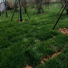 Blue Chip Grass Seed
