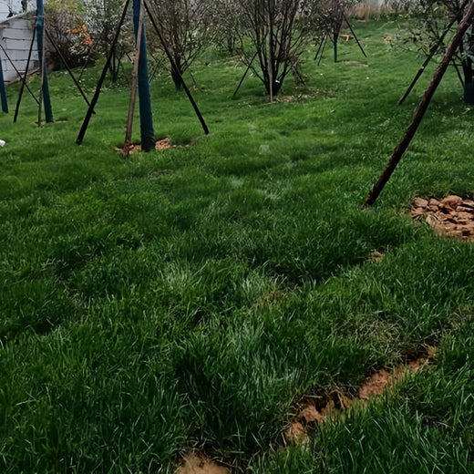 Blue Chip Grass Seed
