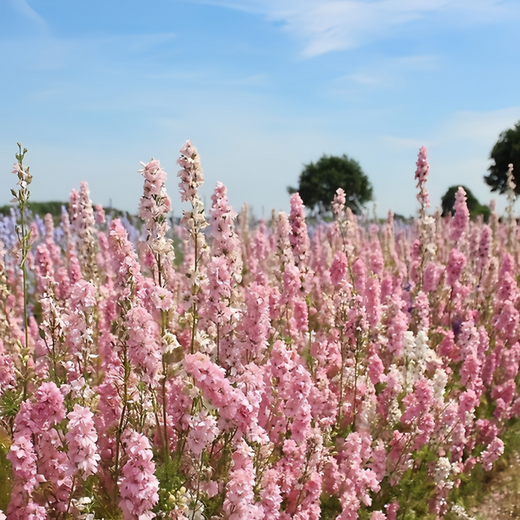 Delphinium Seeds - Pink