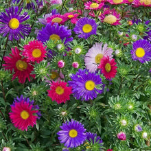 China Aster Seeds - Single Petal Mix