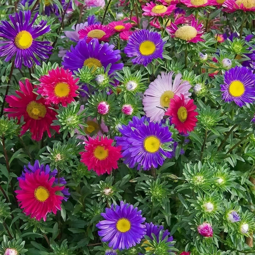 China Aster Seeds - Single Petal Mix