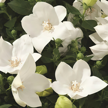 Balloon Flower Seeds - White