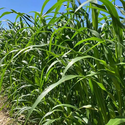 Sudan Grass Seeds