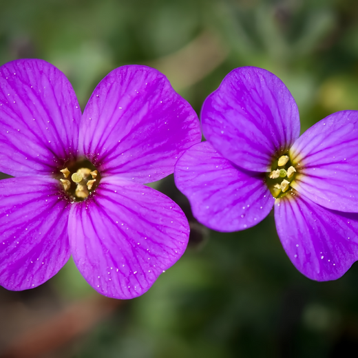 Purple Aubrieta Seeds