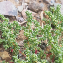 Halogeton Seeds