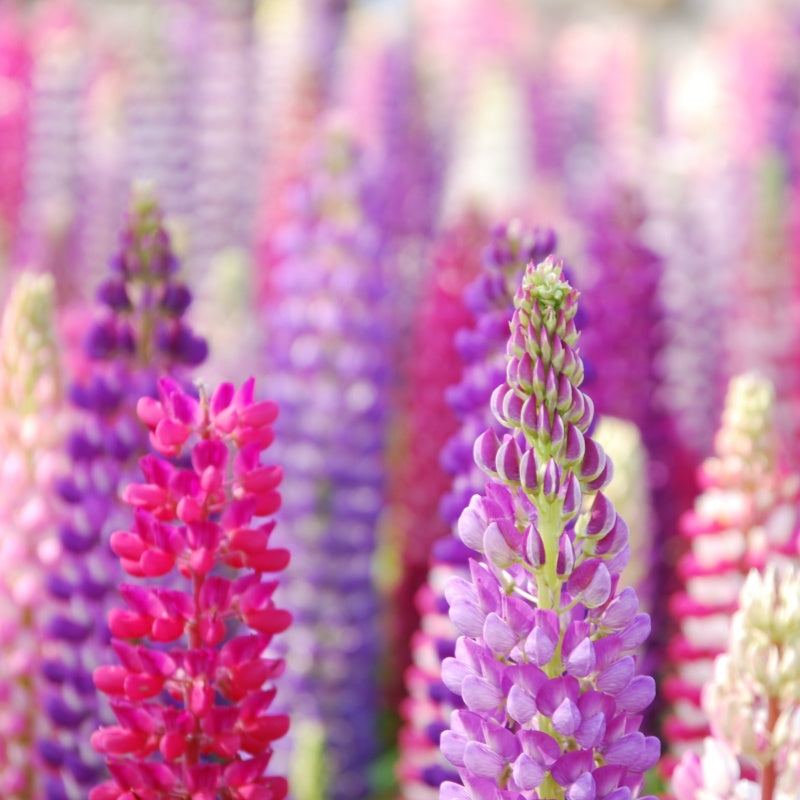 Lupine Seeds
