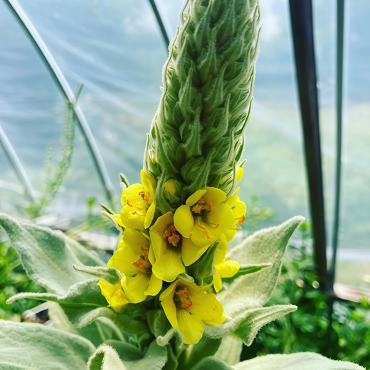 Verbascum Seeds - Yellow