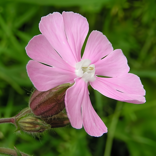 Nodding Catchfly Seeds - Pink