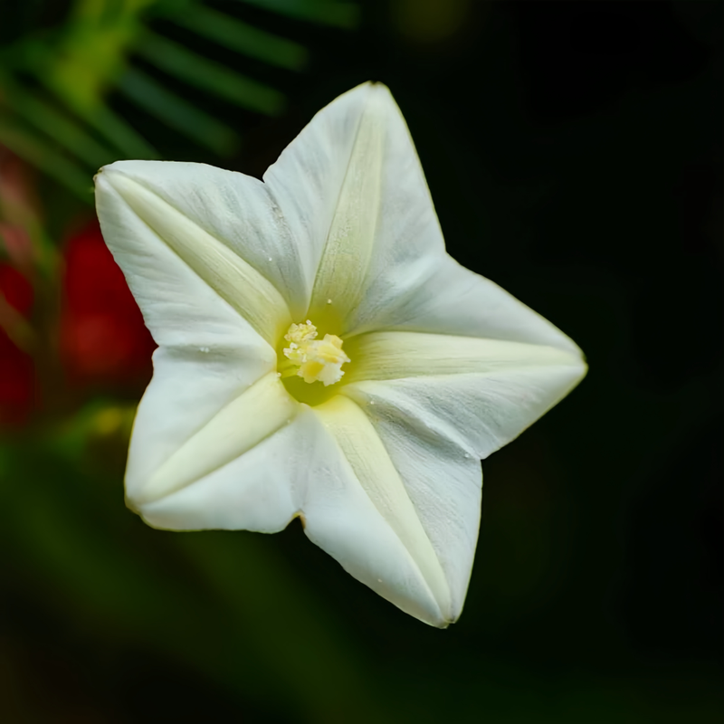 White Morning Glory Seeds
