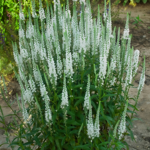 Veronica Seeds - White