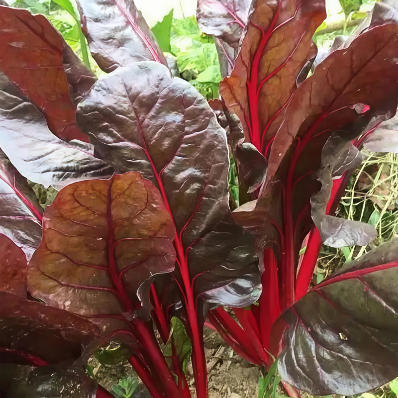 Red Leaf Red Stem Beta Vulgaris Seeds