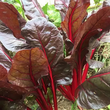 Red Leaf Red Stem Beta Vulgaris Seeds