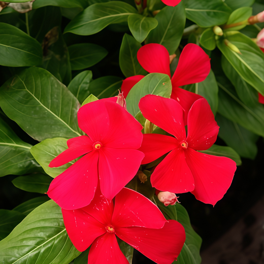 Red Catharanthus Roseus Vinca Seeds