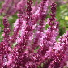 Scarlet Sage Seeds - Dark Purple Red