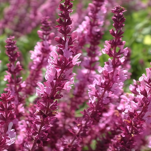 Scarlet Sage Seeds - Dark Purple Red