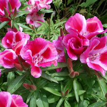 Farewell-to-Spring Seeds - Pink