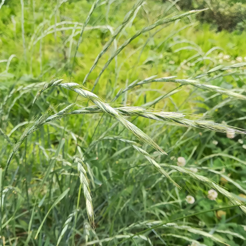 Ryegrass Seeds