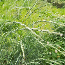 Ryegrass Seeds