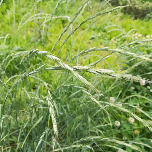 Ryegrass Seeds