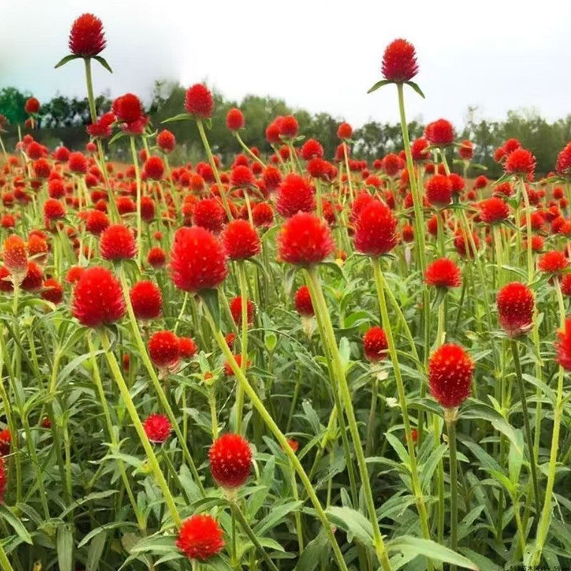 Globe Amaranth Seeds - Red