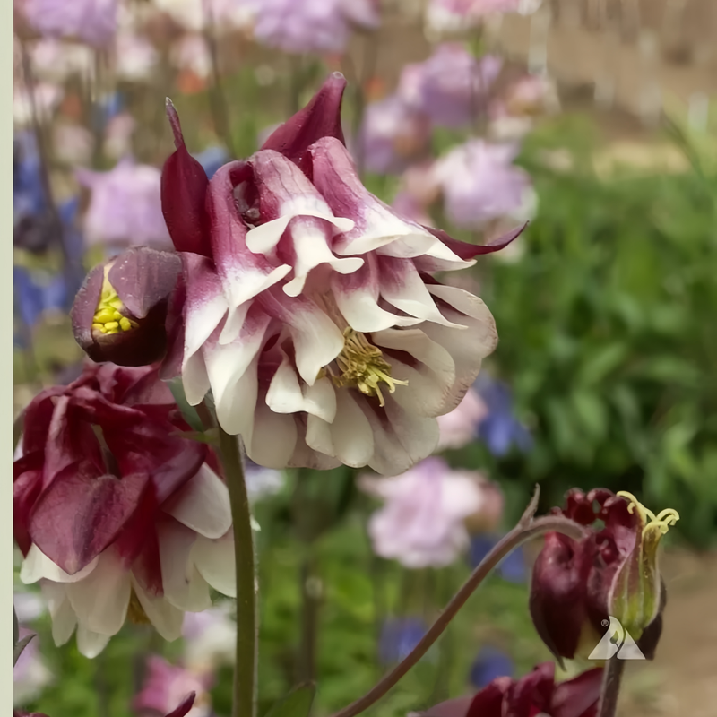 Double Purple Columbine Seeds