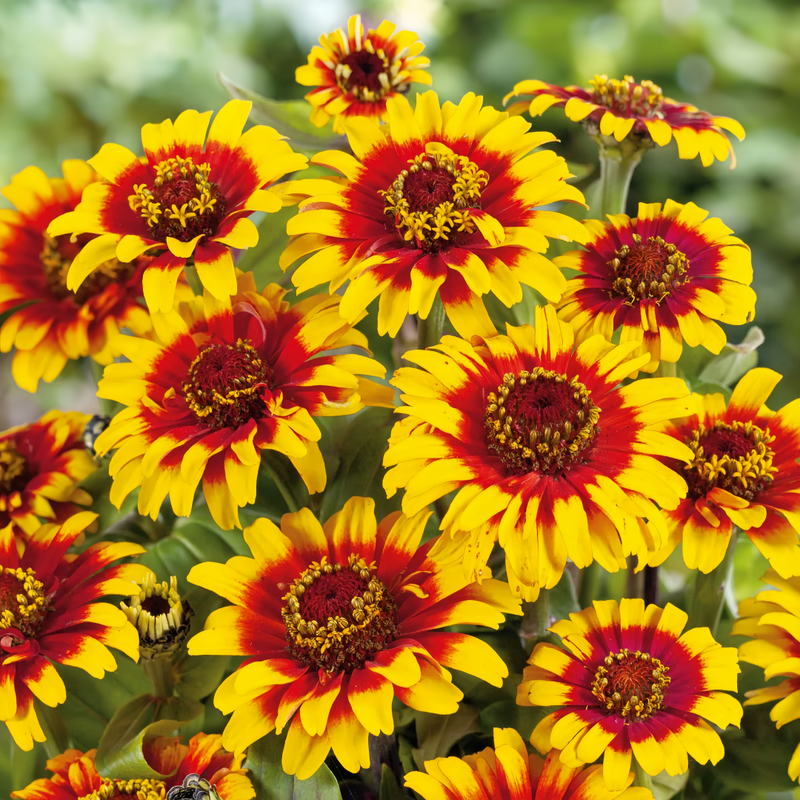 Red Yellow Zinnia Seeds