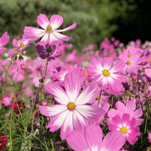 Mix Cosmos Seeds