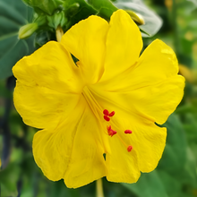 Yellow Four O'clock Flower Seeds