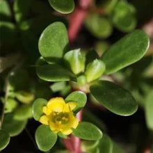 Purslane Seeds - Yellow