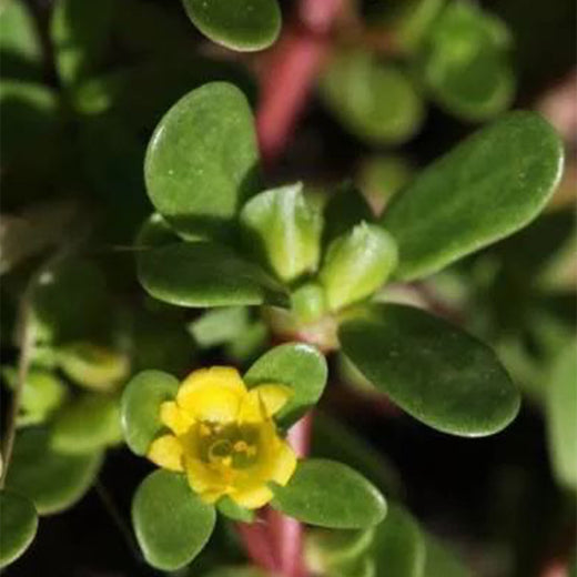 Purslane Seeds - Yellow