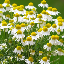 Chamaemelum Nobile Seeds White Flower