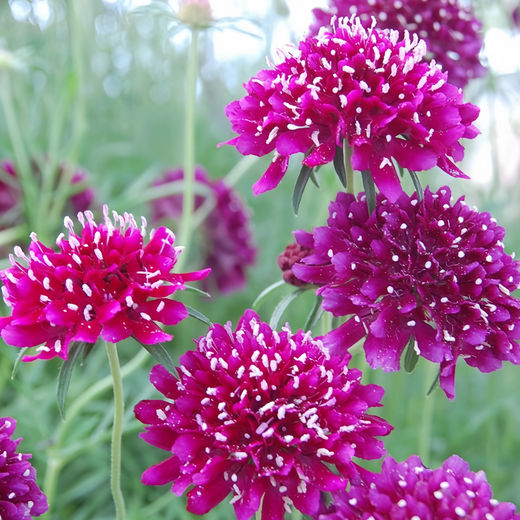 Scabiosa Seeds - Purplish Red