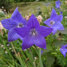 Balloon Flower Seeds