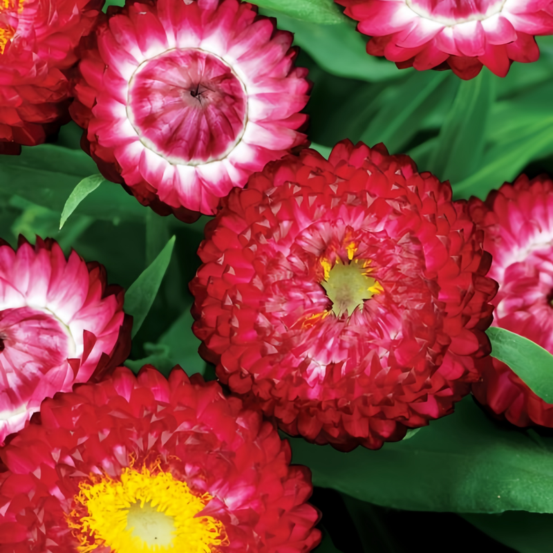 Strawflower Seeds - Red
