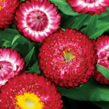 Strawflower Seeds - Red