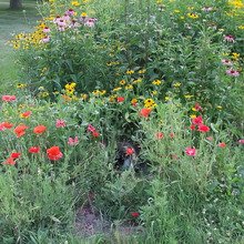 Heat Resistant Wildflower Mix