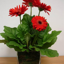 Gerbera Daisy Seeds