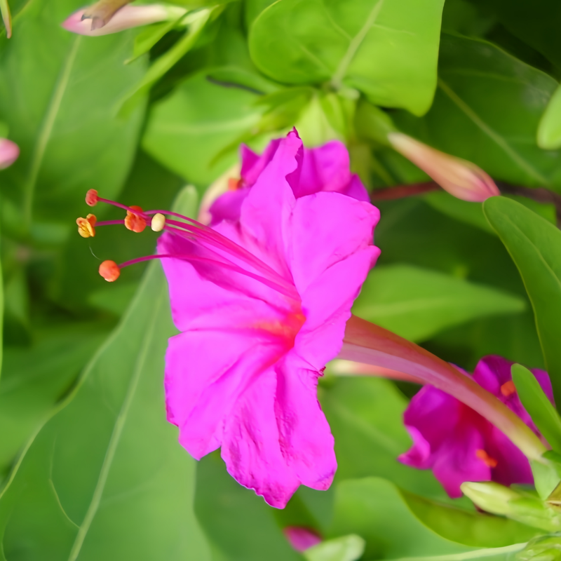 Rose Red Four O'clock Flower Seeds