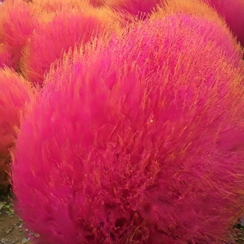 Kochia Seeds - Red