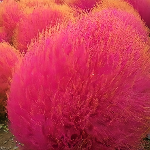 Kochia Seeds - Red