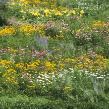 Summer Wildflower Mix