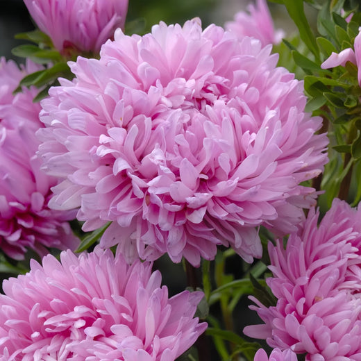 China Aster Seeds - Pink
