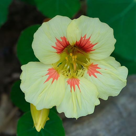 Yellow Nasturtium Seeds
