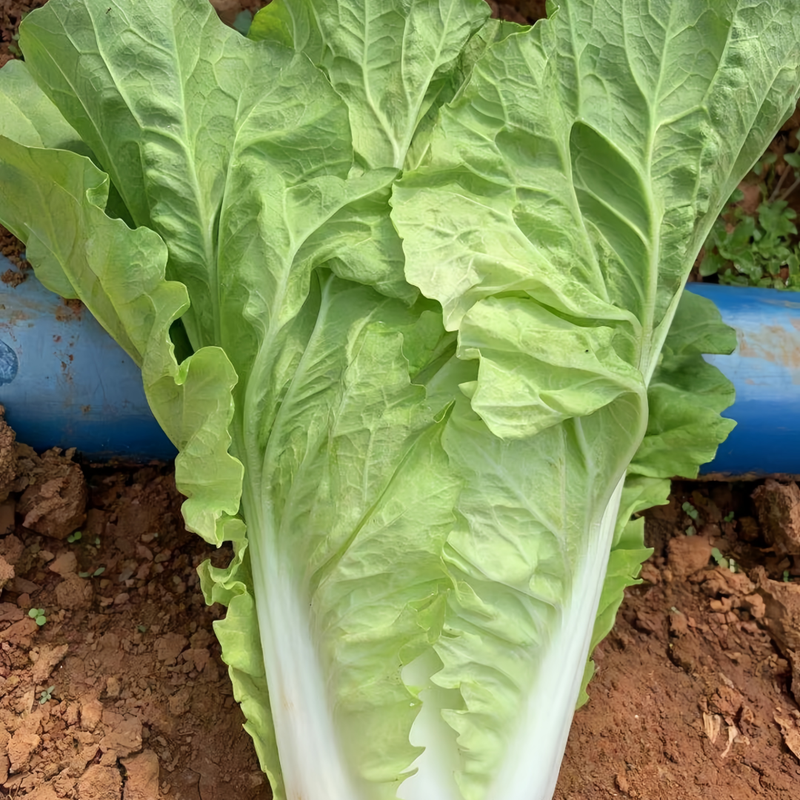 Early Green Cabbage Heirloom Seeds