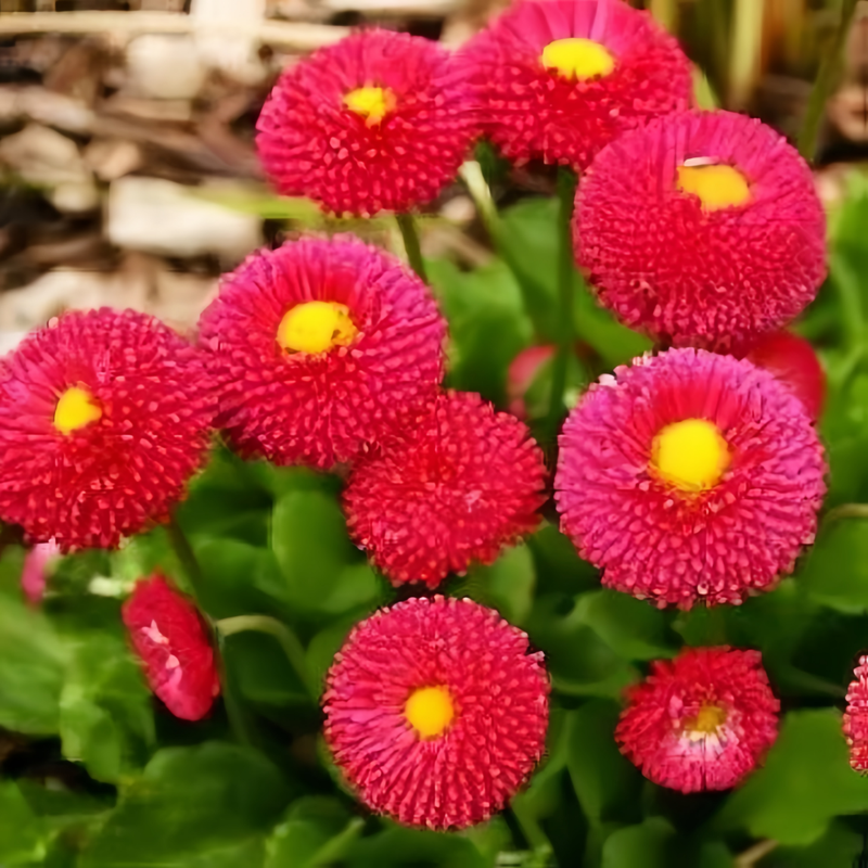 Red English Daisy Seeds