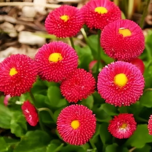 Red English Daisy Seeds
