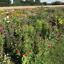 Wildflower Seeds - Rustic Charm Mix Includes Incarvillea Delavayi, Chelidonium Majus, Eryngium, etc.