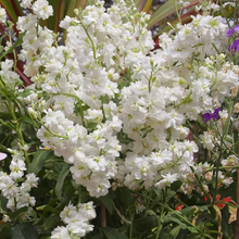 Stock Seeds - White