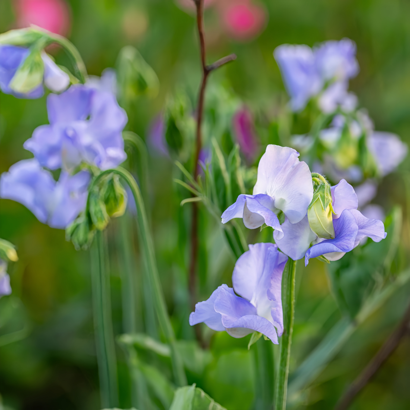 Blue Sweet Pea Seeds