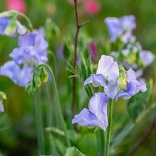 Blue Sweet Pea Seeds